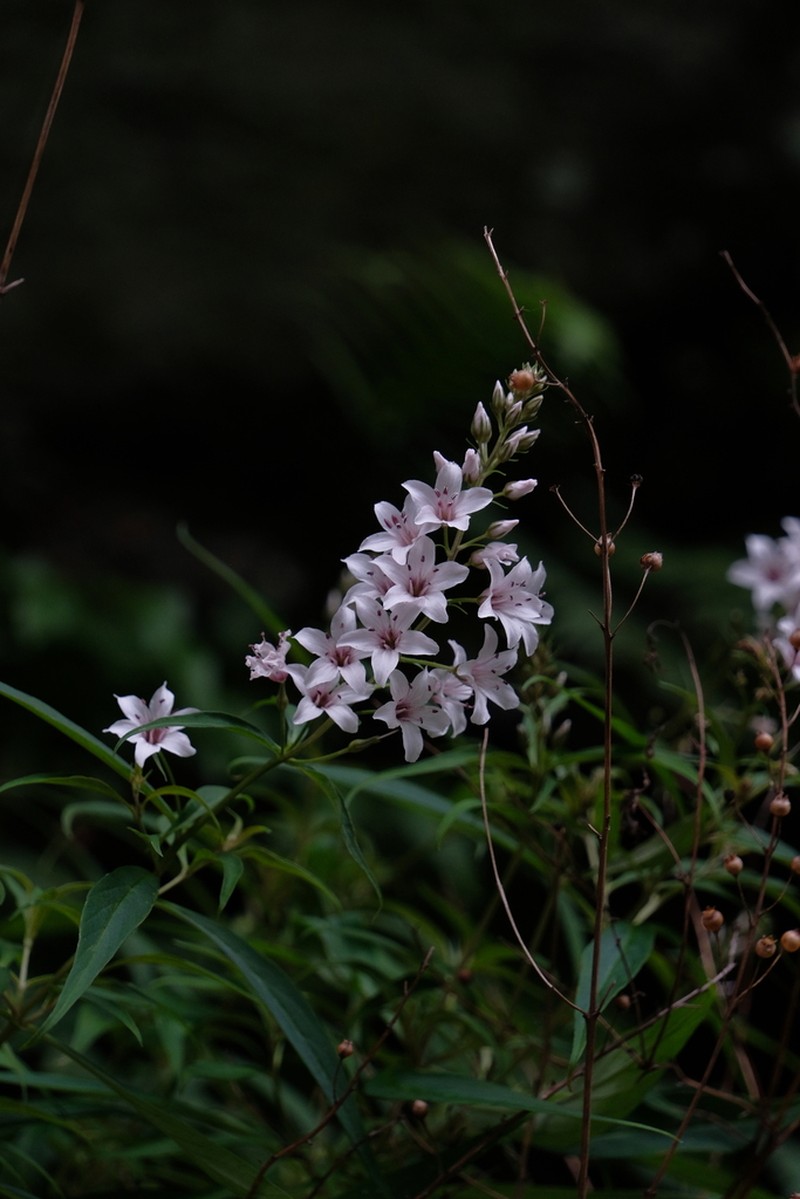 Lysimachia taliensis photo 7