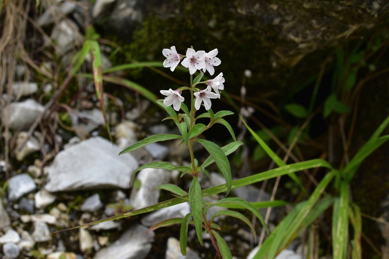 Lysimachia taliensis photo 8