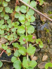 Bog Pimpernel