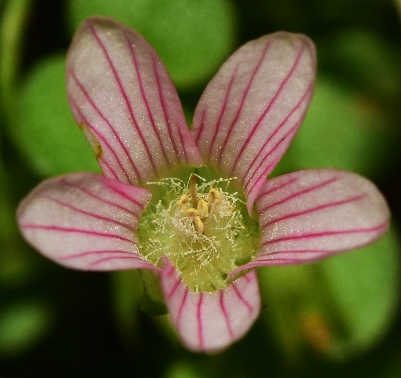 Bog Pimpernel photo 2