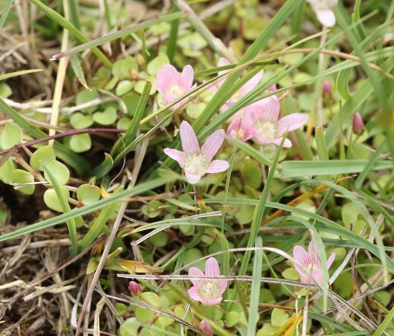 Bog Pimpernel photo 3