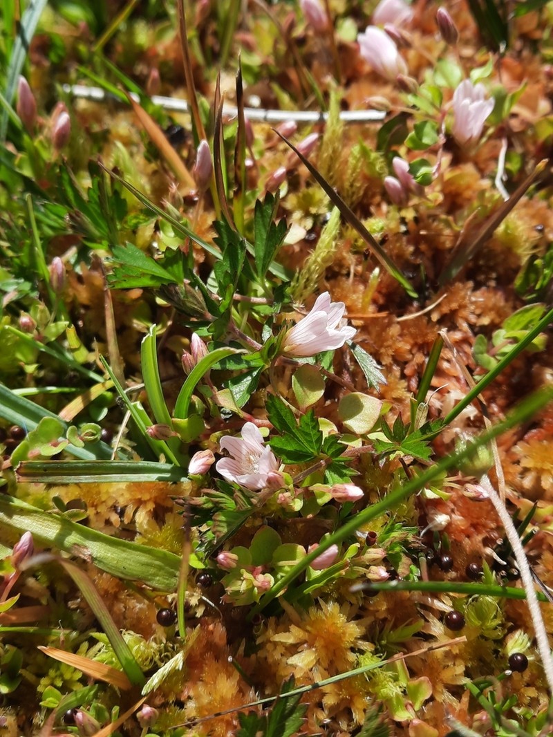 Bog Pimpernel photo 4