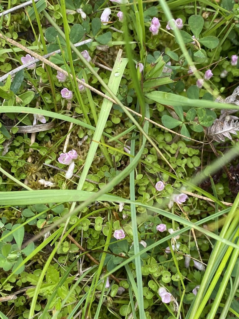Bog Pimpernel photo 5
