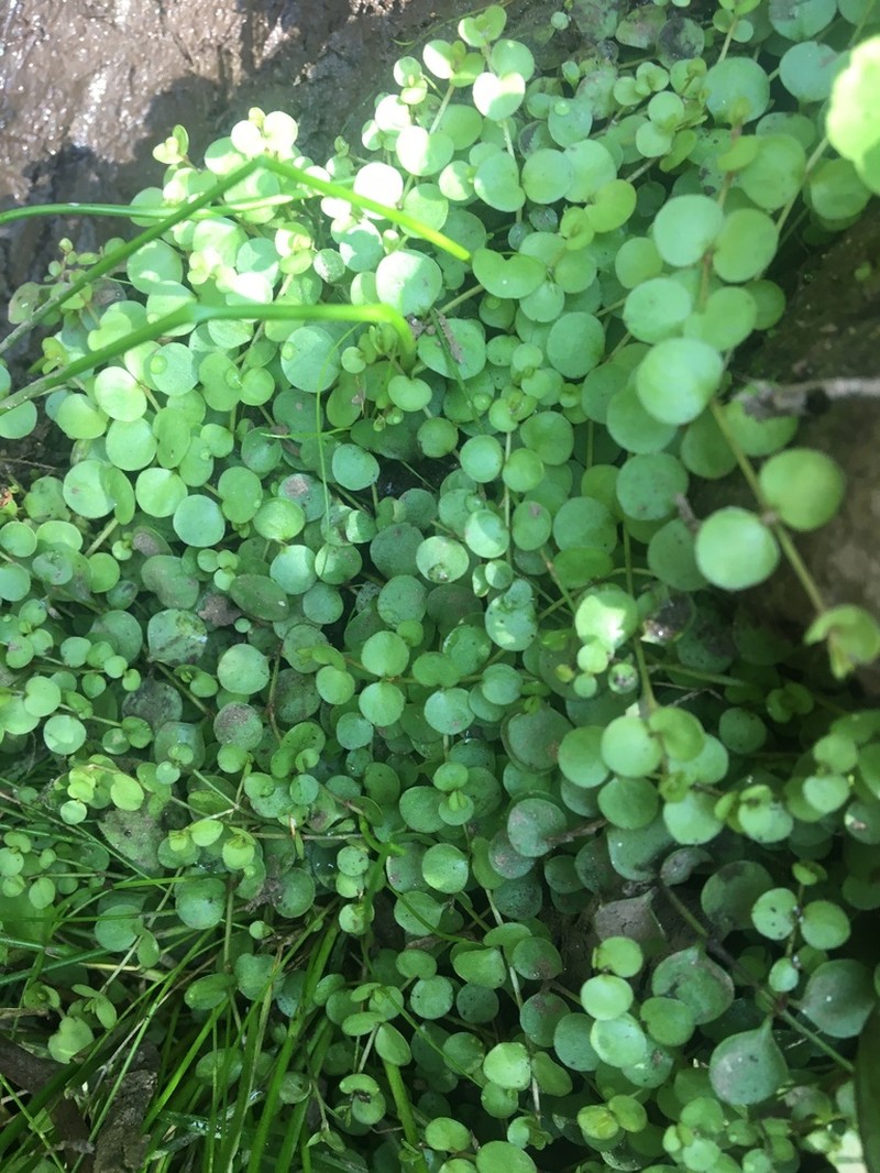 Bog Pimpernel photo 6