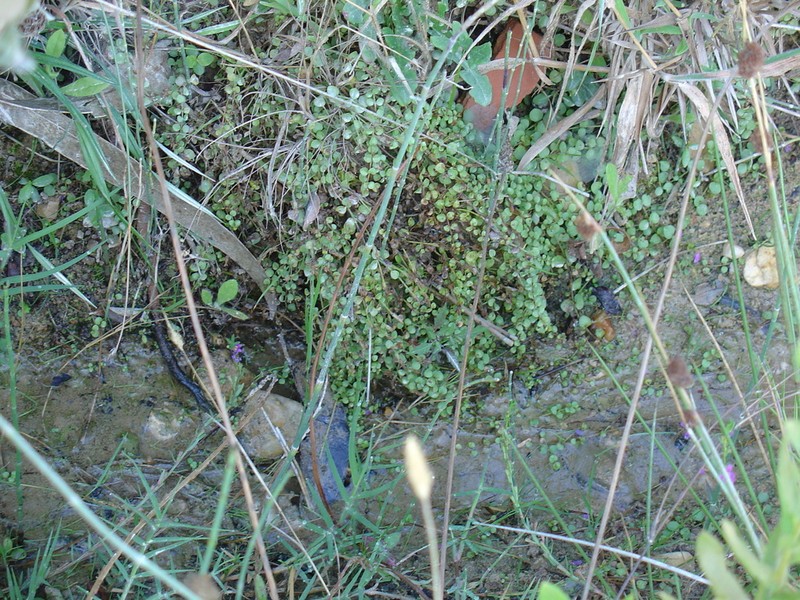 Bog Pimpernel photo 7