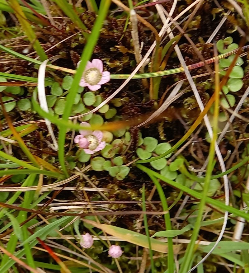 Bog Pimpernel photo 8