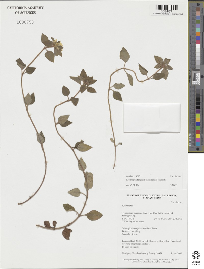 Lysimachia tengyuehensis