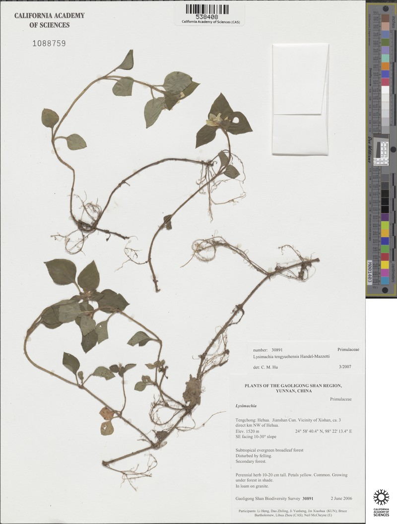 Lysimachia tengyuehensis photo 2