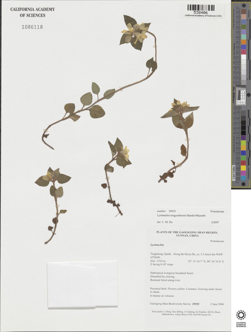 Lysimachia tengyuehensis photo 3