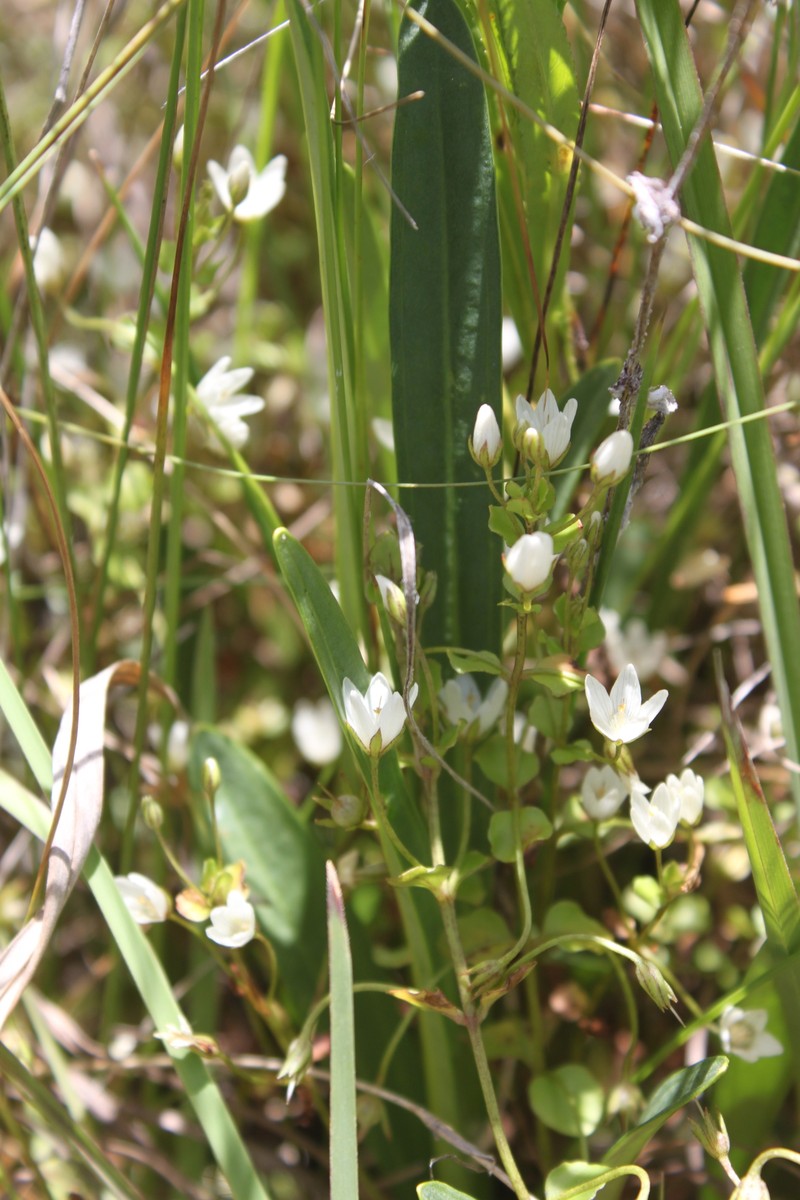 Lysimachia tenuicaulis photo 2