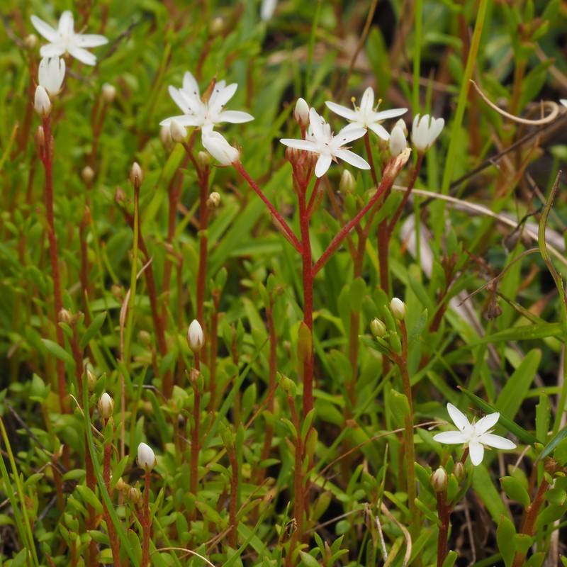 Lysimachia tenuicaulis photo 3