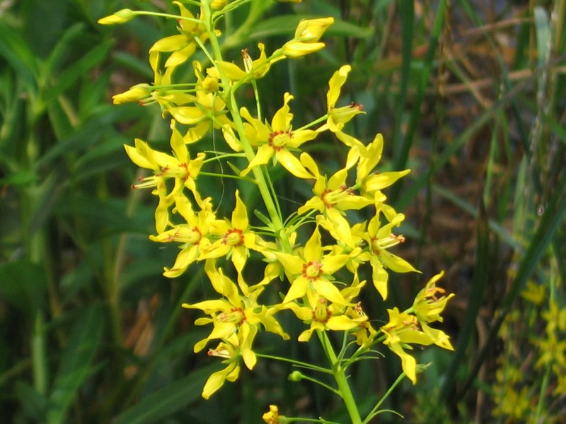Earth Loosestrife photo 2