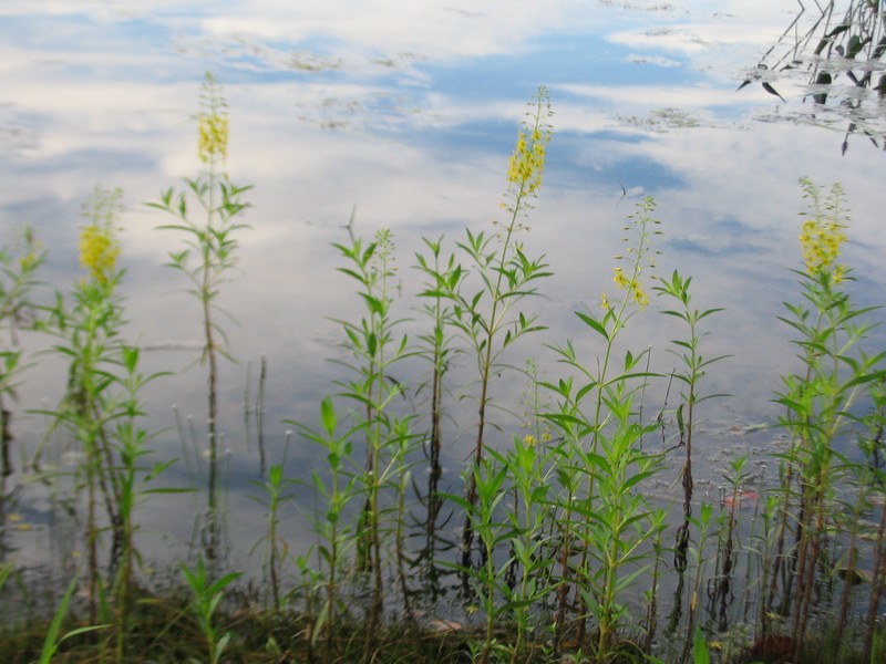 Earth Loosestrife photo 3