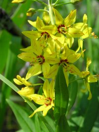 Earth Loosestrife