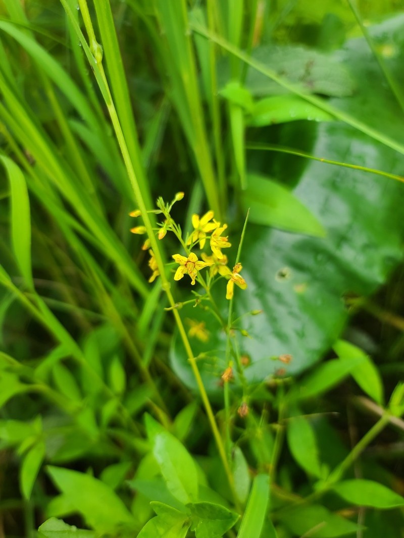 Earth Loosestrife photo 3