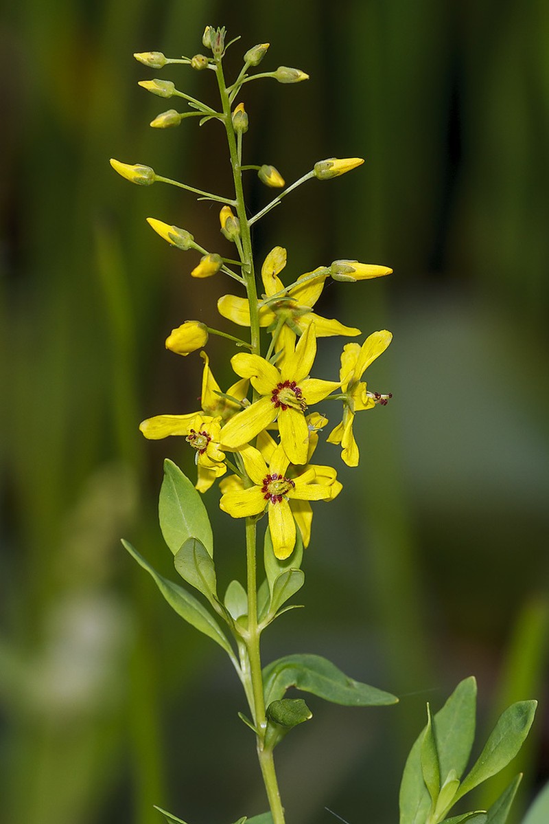 Earth Loosestrife photo 4