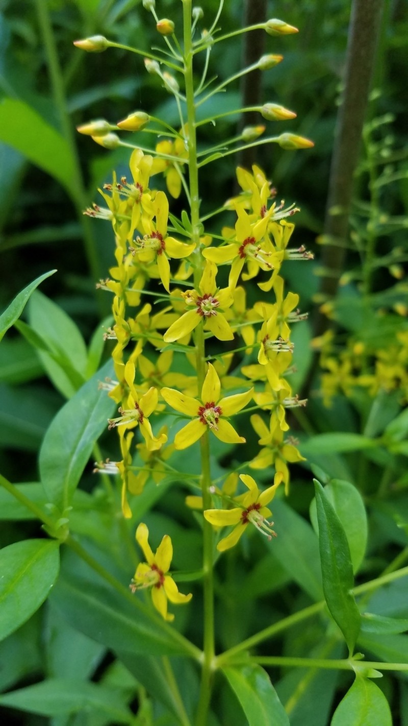 Earth Loosestrife photo 5