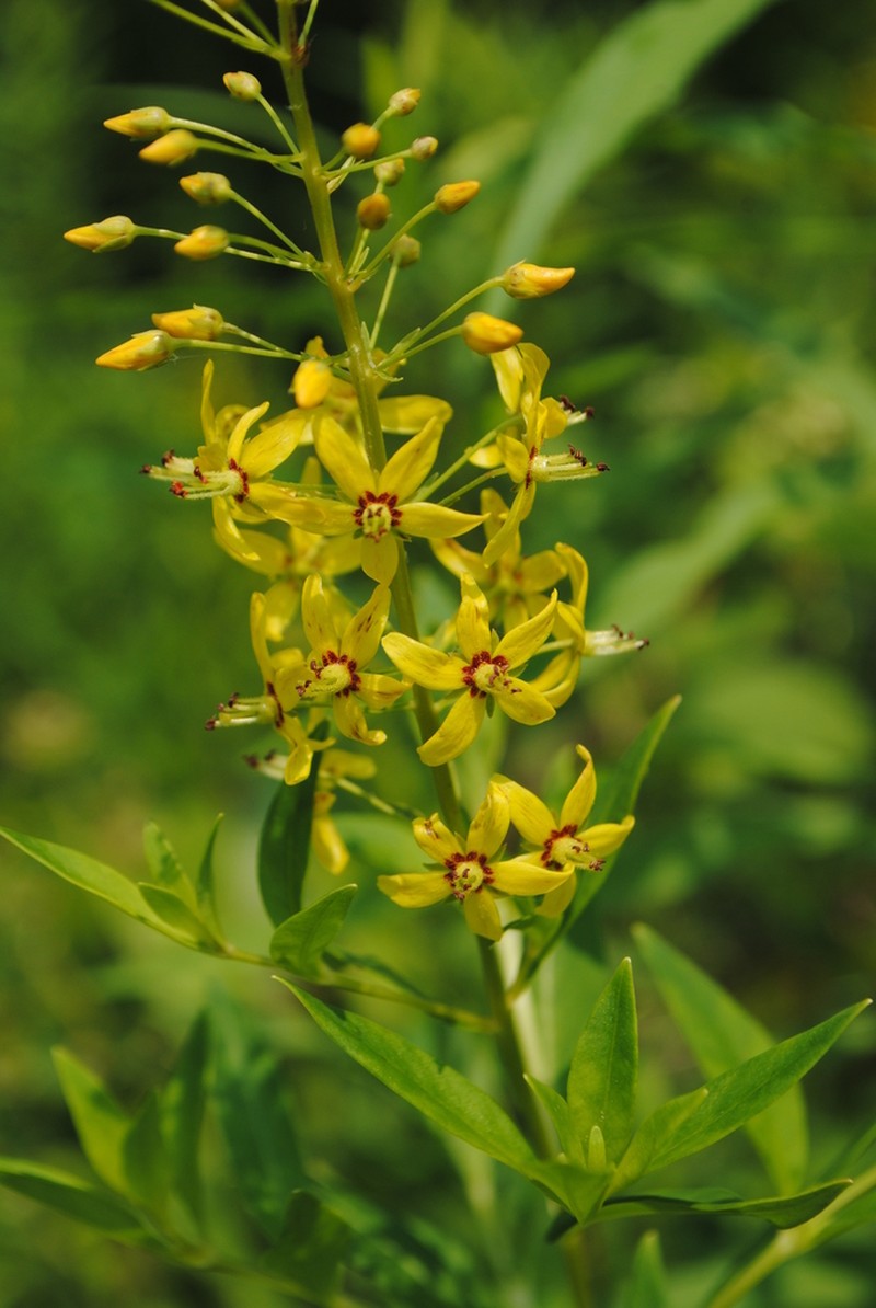 Earth Loosestrife photo 6