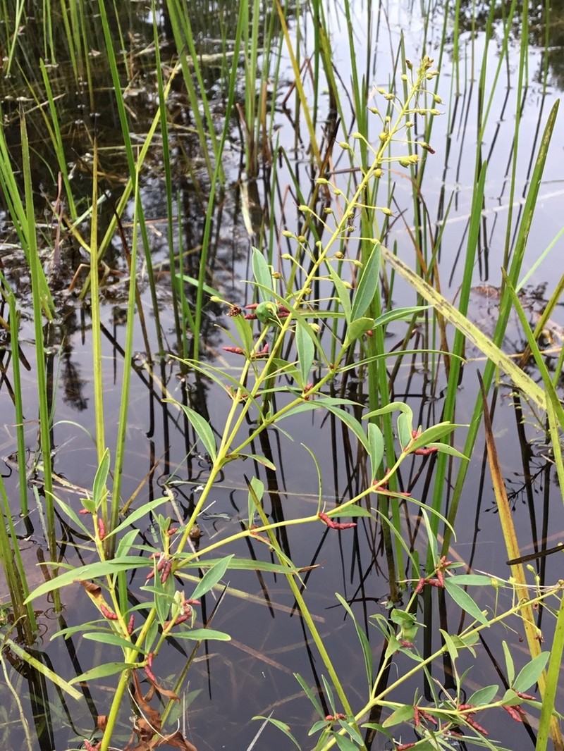 Earth Loosestrife photo 7