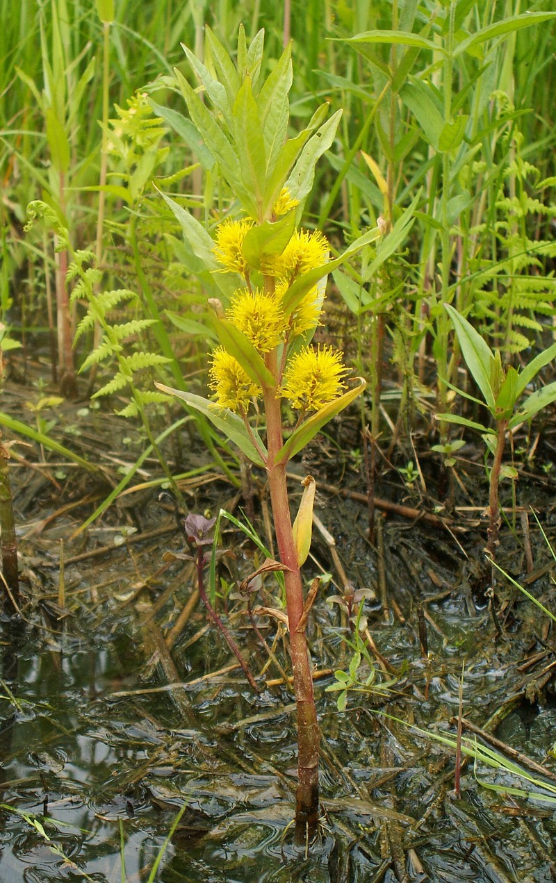 Tufted Loosestrife