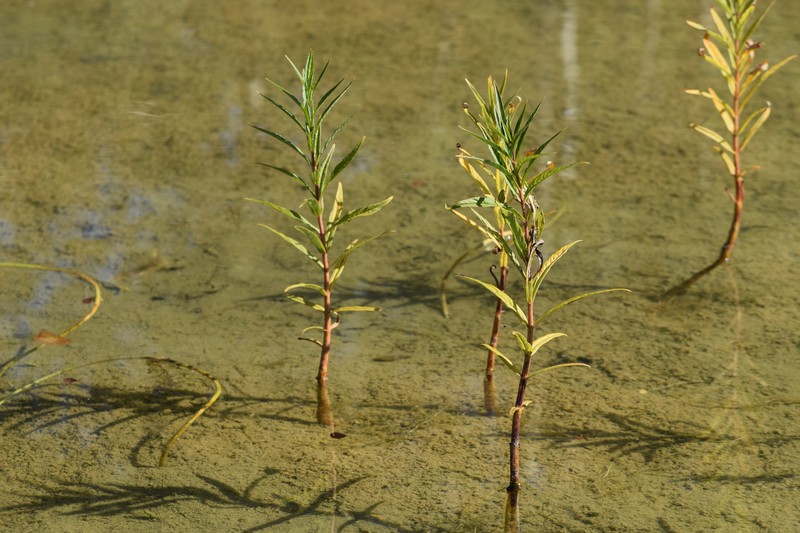 Tufted Loosestrife photo 2