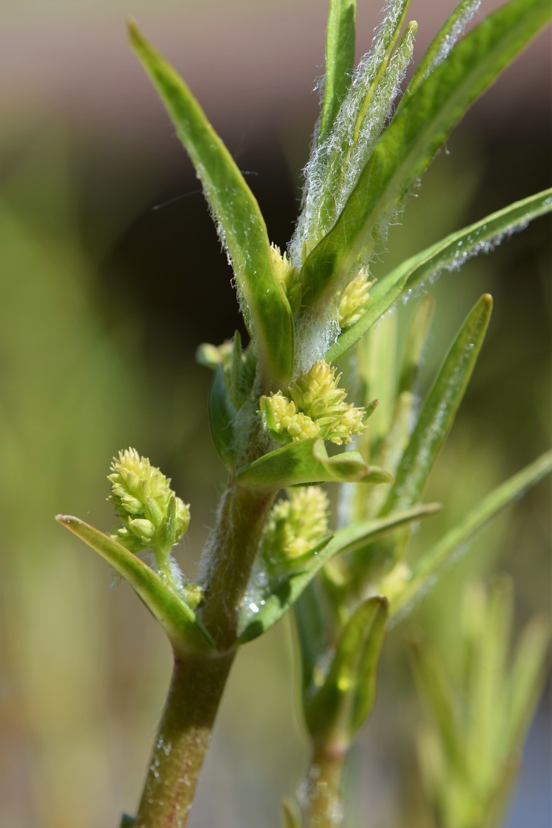 Tufted Loosestrife photo 3