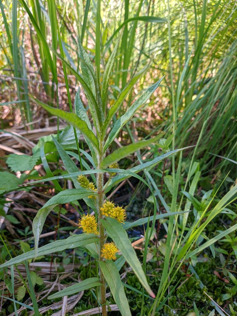Tufted Loosestrife photo 3