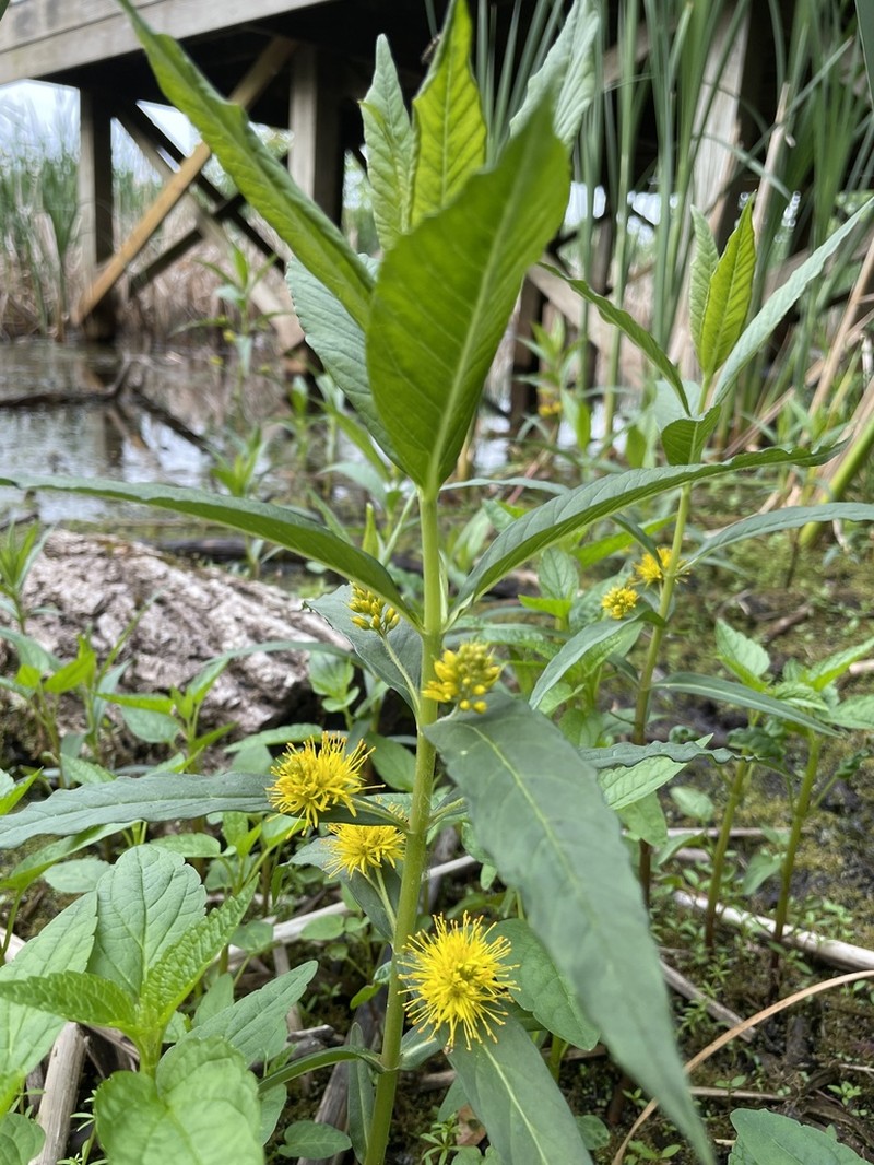 Tufted Loosestrife photo 4
