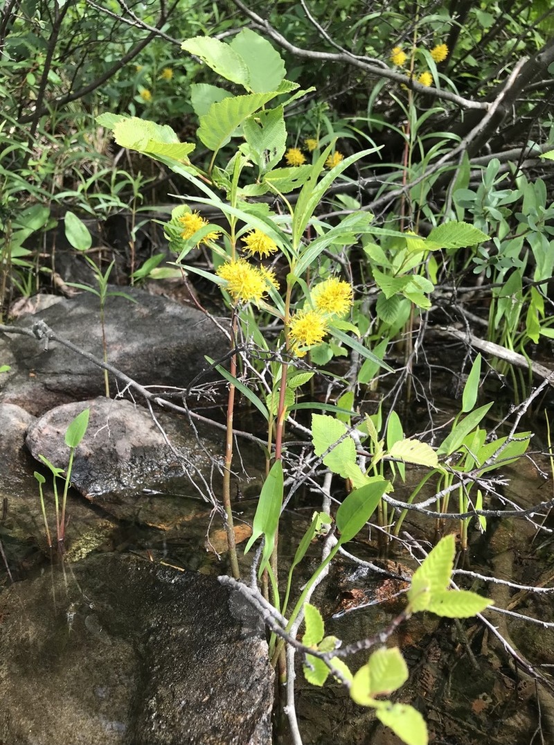 Tufted Loosestrife photo 5