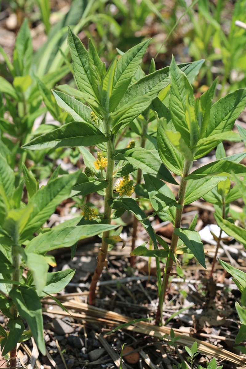 Tufted Loosestrife photo 6