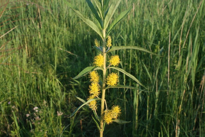 Tufted Loosestrife photo 7