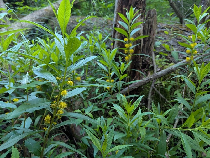 Tufted Loosestrife photo 8