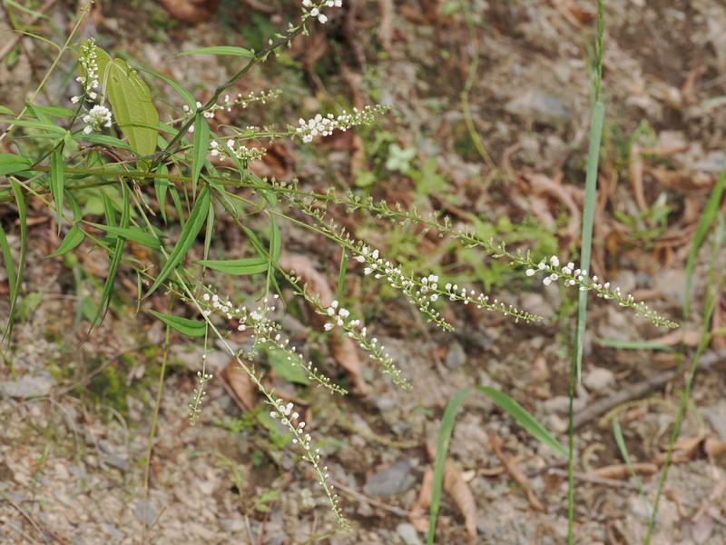 Lysimachia tienmushanensis