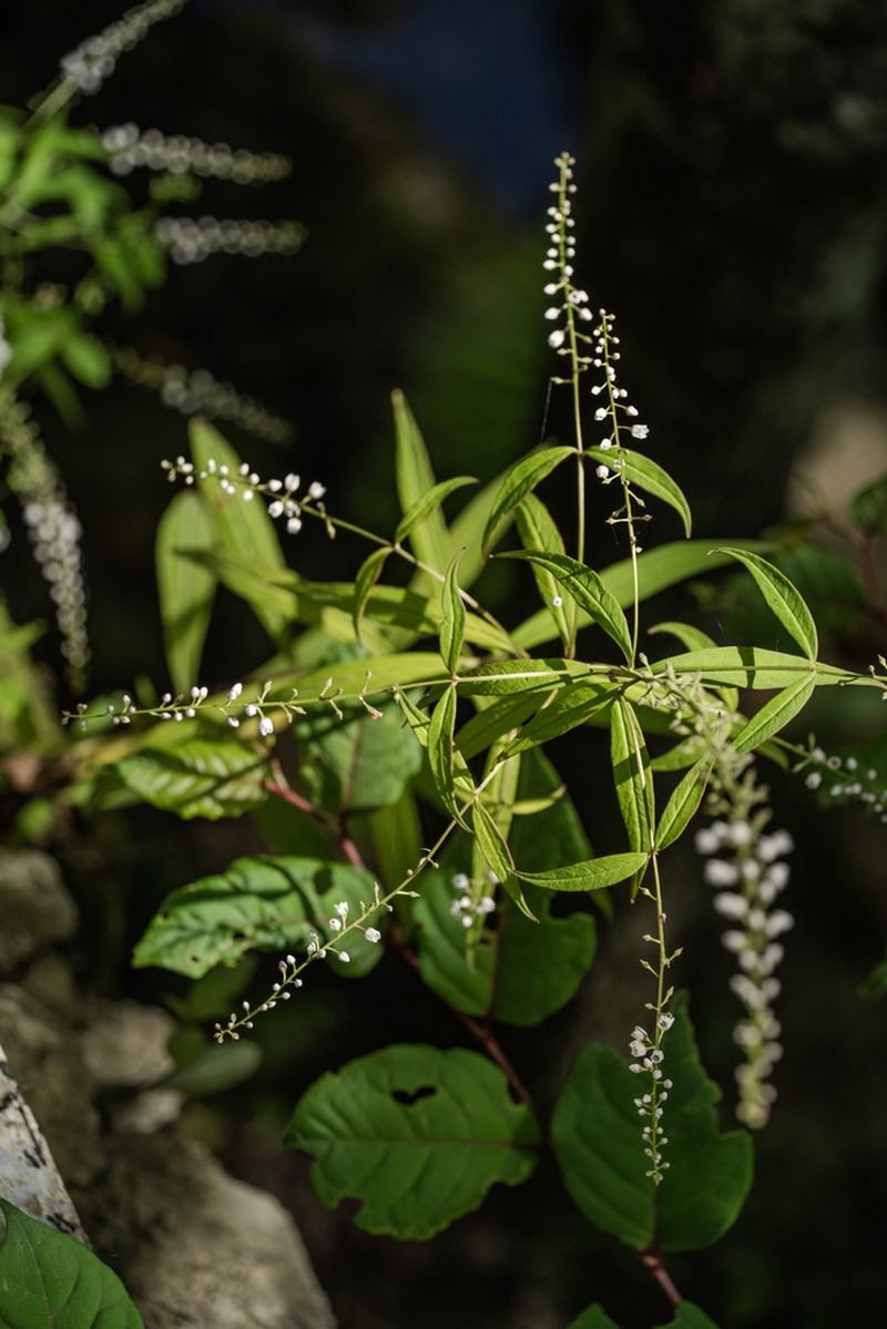 Lysimachia tienmushanensis photo 2