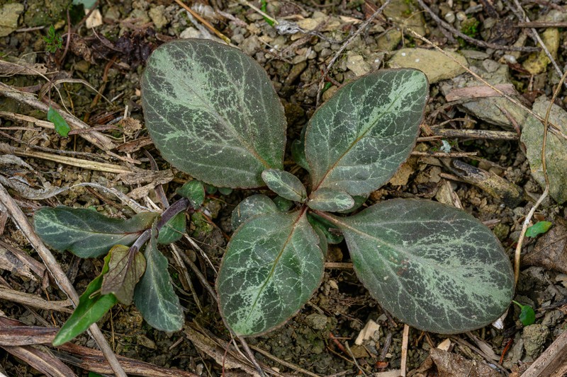 Lysimachia tienmushanensis photo 3