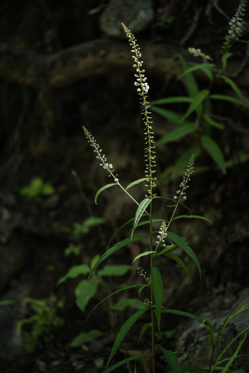 Lysimachia tienmushanensis photo 4