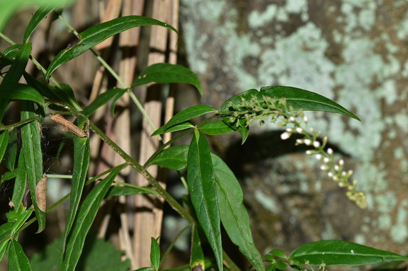 Lysimachia tienmushanensis photo 5