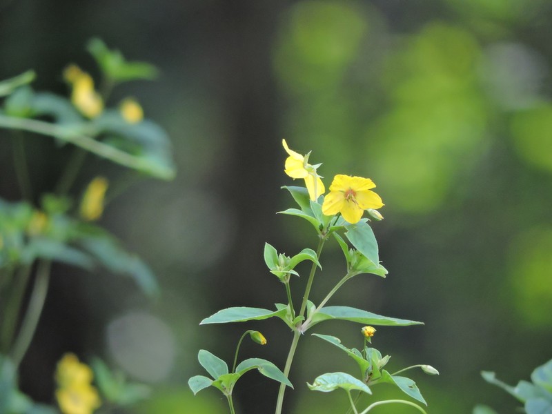 Southern Yellow Loosestrife