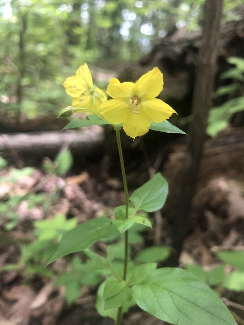Southern Yellow Loosestrife photo 2