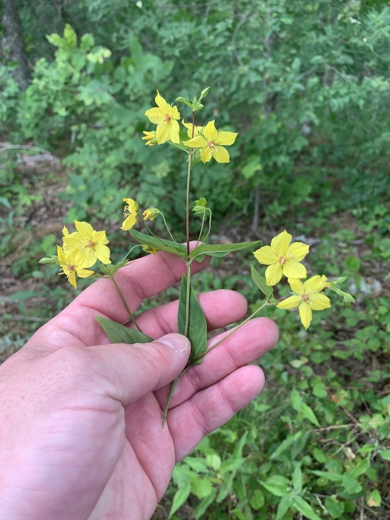 Southern Yellow Loosestrife photo 3
