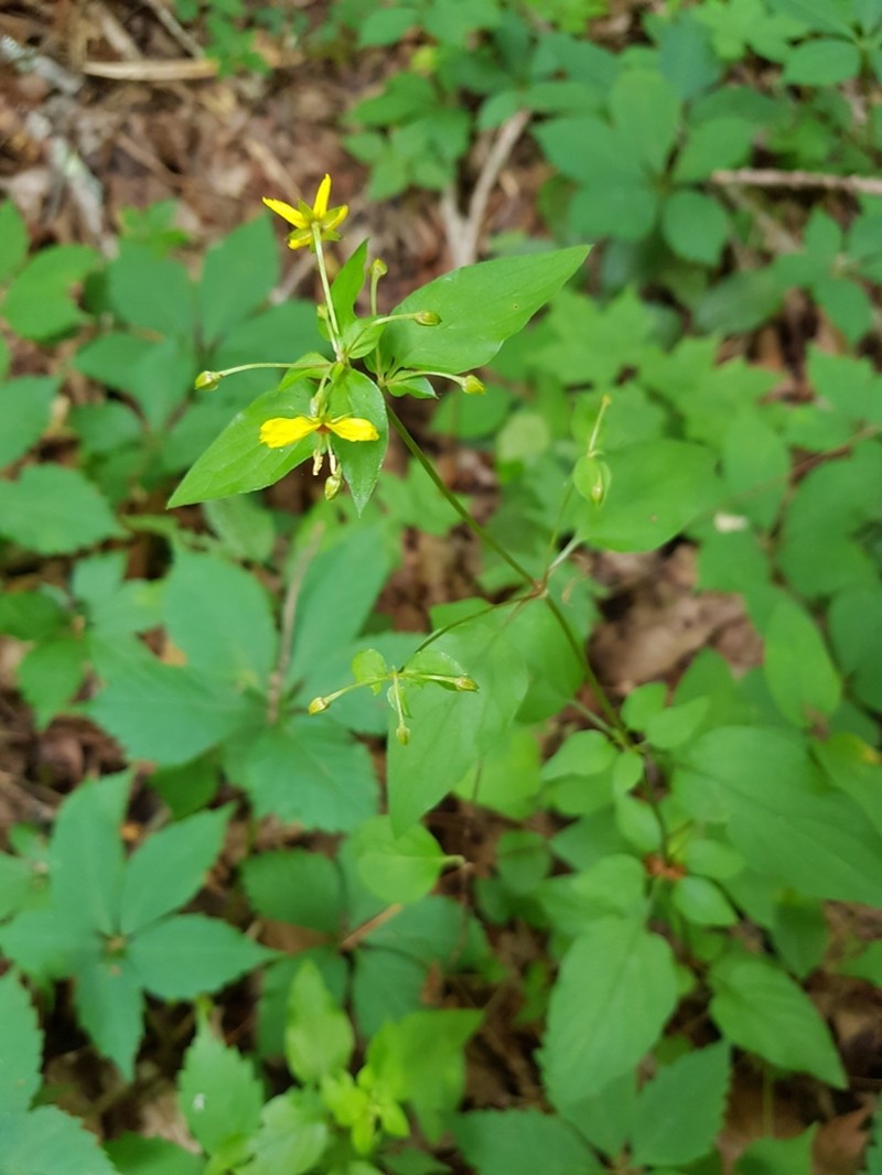 Southern Yellow Loosestrife photo 4