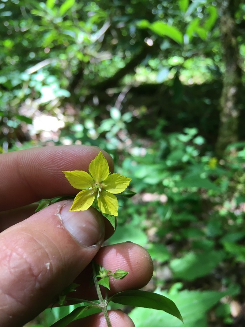 Southern Yellow Loosestrife photo 5
