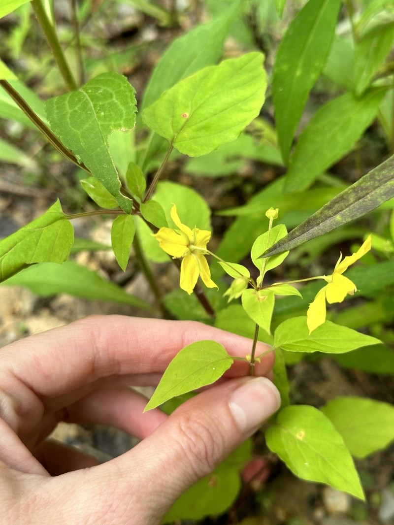 Southern Yellow Loosestrife photo 6