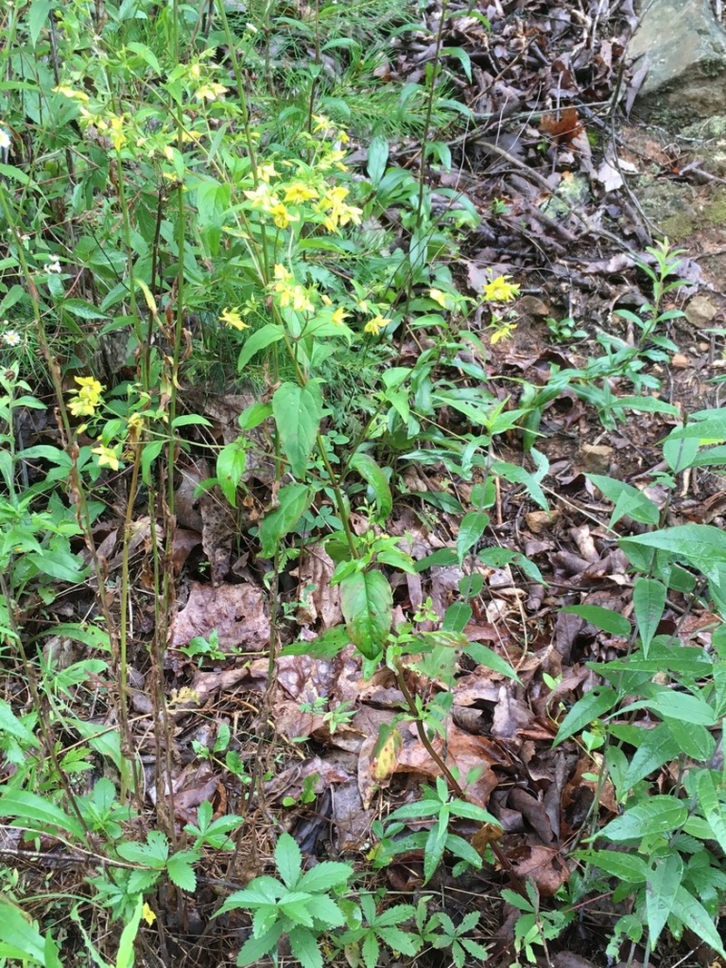 Southern Yellow Loosestrife photo 7