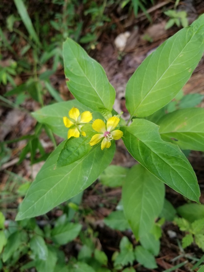Southern Yellow Loosestrife photo 8