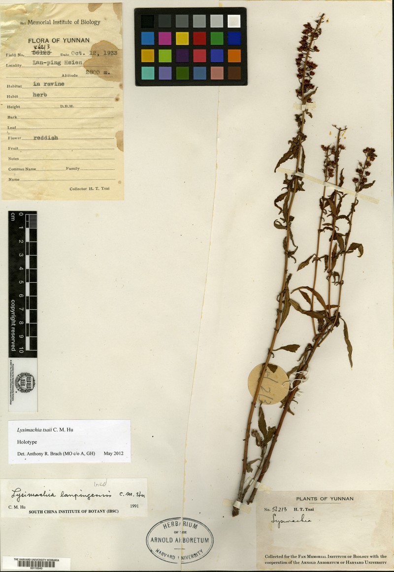 Lysimachia tsaii