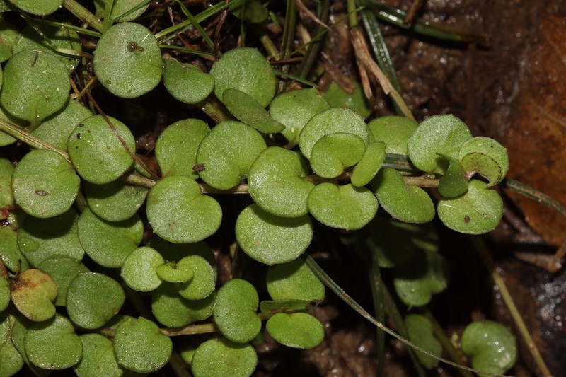 Lysimachia tyrrhenia