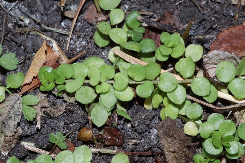 Lysimachia tyrrhenia photo 2
