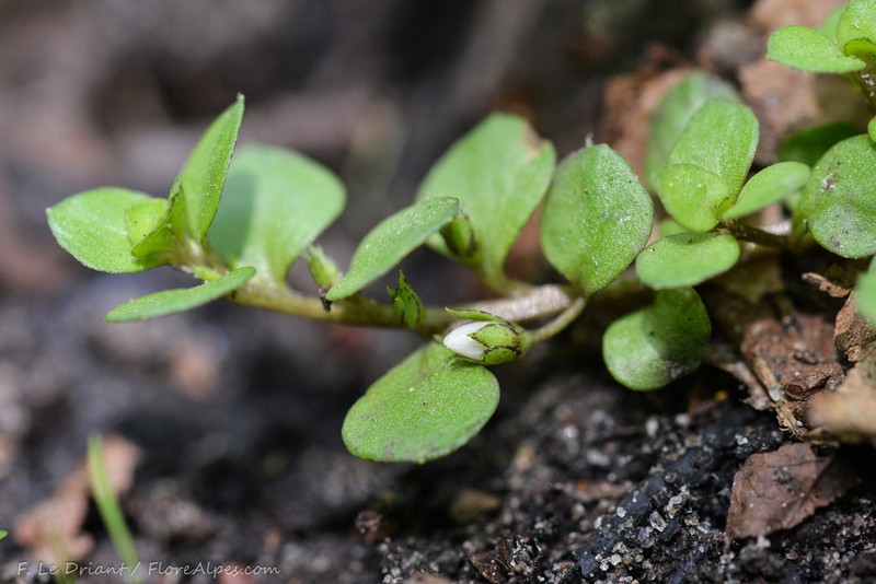 Lysimachia tyrrhenia photo 3