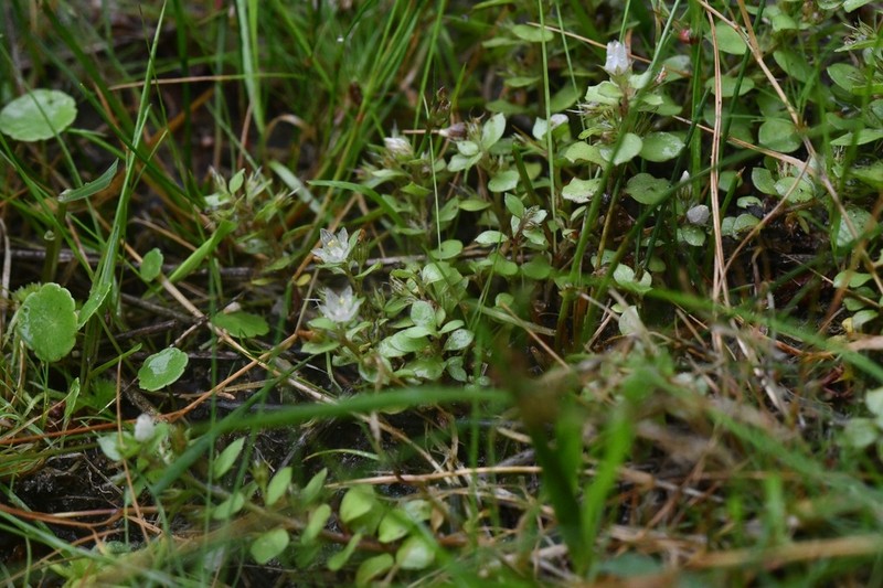 Lysimachia tyrrhenia photo 4